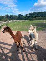 Drachtige alpaca merrie en ruin te koop, Juli, Meerdere dieren