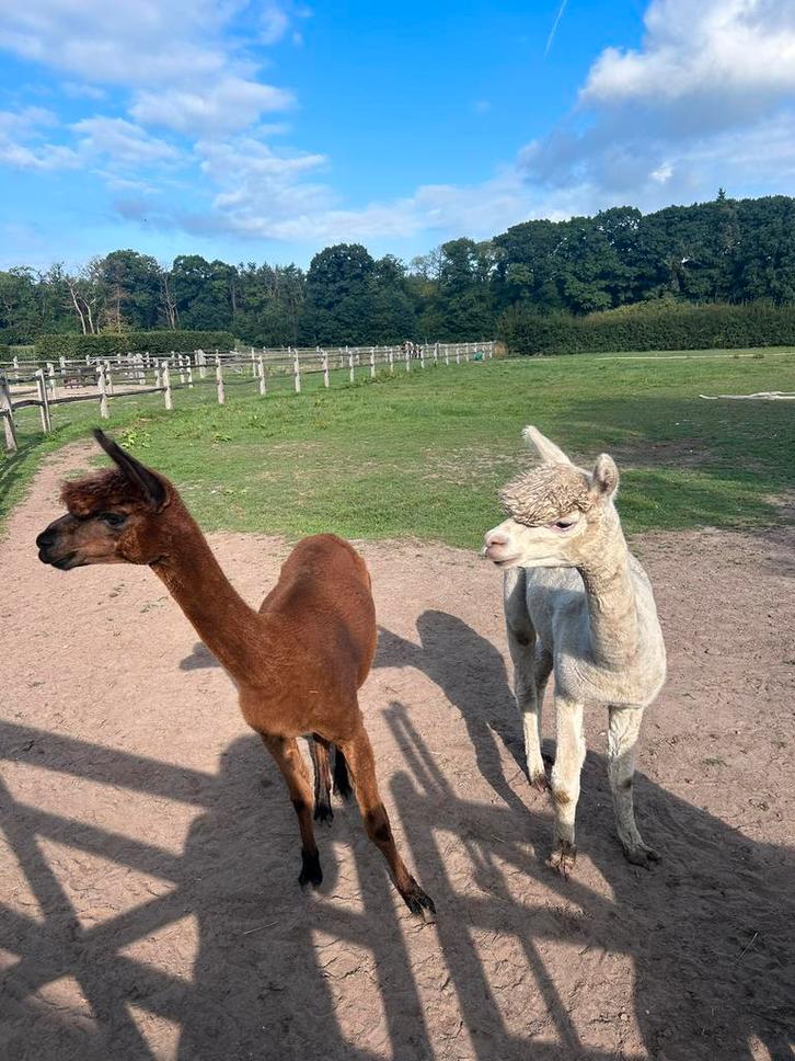 Drachtige alpaca merrie en ruin te koop, Dieren en Toebehoren, Overige Dieren, Vrouwelijk, Juli