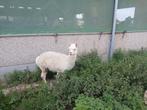 Alpaca's, Dieren en Toebehoren, Overige Dieren, Augustus, Meerdere dieren