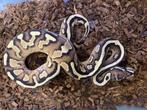 Fire fusion 100% het pied  ball python, Slang, Tam, 0 tot 2 jaar