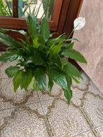 Plante Lys de la Paix - Spathiphyllum avec cache pot, Maison & Meubles, Ombre partielle, En pot, Plante à fleurs, Enlèvement ou Envoi