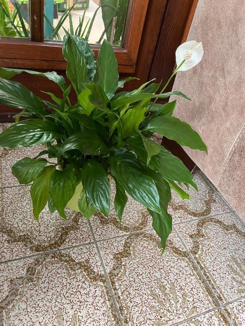 Plante Lys de la Paix - Spathiphyllum avec cache pot, Maison & Meubles, Plantes d'intérieur, Plante à fleurs, Ombre partielle