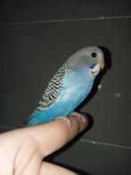Babyblauwe mannelijke parkieten temmen, Dieren en Toebehoren, Vogels | Parkieten en Papegaaien, Meerdere dieren, Parkiet, Tam