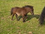 Shetlander hengst veulen, Dieren en Toebehoren, Pony's, Hengst