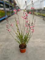 Gaura Rosy Jane potmaat 10,5cm, Tuin en Terras, Planten | Tuinplanten, Ophalen, Zomer, Vaste plant, Volle zon