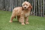 Cockapoo pups (abrikoos en sable), Dieren en Toebehoren, België, Overige rassen, CDV (hondenziekte), 8 tot 15 weken