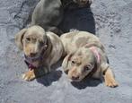 Teckel dwergteckel pups teefjes, Dieren en Toebehoren, België, CDV (hondenziekte), 8 tot 15 weken, Korthaar