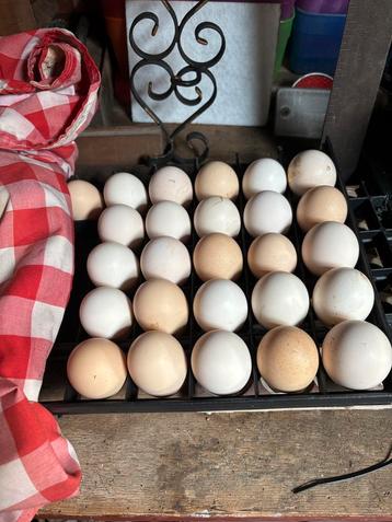Broedeieren poule de bresse, Dieren en Toebehoren