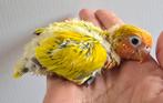 Dwergpapegaai voor handopfok, Meerdere dieren, Dwergpapegaai of Agapornis, Tam