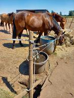 Draver, Dieren en Toebehoren, Ruin