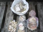 hee veel schelpen, Ophalen, Schelp(en)
