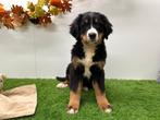 Berner Sennen pups, België, CDV (hondenziekte), Meerdere, Meerdere dieren