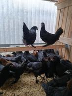 pondeurs colorants - maranas, crème, legbar, araucana 5+1, Femelle, Poule ou poulet