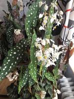 Grote en mooie kamerplanten, Tuin en Terras, Planten | Tuinplanten, Ophalen of Verzenden