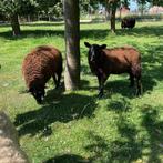 Schapenbokken te koop, Dieren en Toebehoren, Mannelijk, Schaap, 0 tot 2 jaar