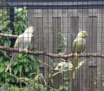 koppel halsbandparkieten, Dieren en Toebehoren, Vogels | Parkieten en Papegaaien, Parkiet, Geringd