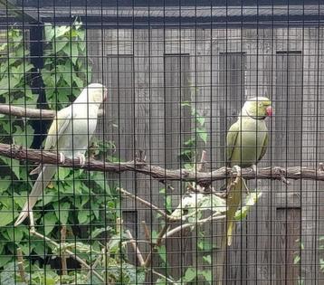 koppel halsbandparkieten beschikbaar voor biedingen
