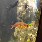 Regenboog vissen, Dieren en Toebehoren