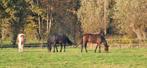 weide, Weidegang, 2 of 3 paarden of pony's