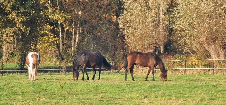 weide, Dieren en Toebehoren, Stalling en Weidegang, Weidegang, 2 of 3 paarden of pony's