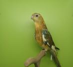 Roodrugparkiet man 2025, roodrugparkiet, roodrug, Mâle, Perruche, Bagué