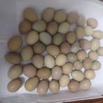 Bevruchte Chinese kwarteleitjes, Dieren en Toebehoren