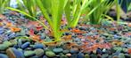 Crevettes "Red Cherry" (Neocaridina Davidi), Enlèvement ou Envoi, Neuf, Autres types