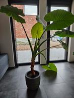 Alocasia olifantsoor, Ophalen, Overige soorten, Halfschaduw, In pot