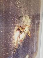 Panamarenko Zelflerende Vogel, Antiek en Kunst, Kunst | Schilderijen | Modern, Ophalen