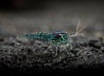 neocaridina davidi (wild color), Dieren en Toebehoren, Kreeft, Krab of Garnaal, Zoetwatervis, Schoolvis