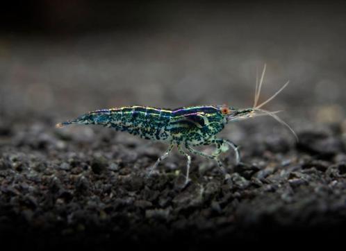 neocaridina davidi (wild color), Dieren en Toebehoren, Vissen | Aquariumvissen, Zoetwatervis, Kreeft, Krab of Garnaal, Schoolvis