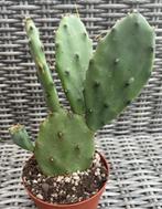Opuntia Humifusa, Maison & Meubles, Plantes d'intérieur, Cactus, Plein soleil, Envoi, Moins de 100 cm