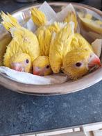 Jonge halsbanden te koop, Dieren en Toebehoren, Vogels | Parkieten en Papegaaien, Geslacht onbekend, Parkiet, Tam