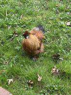 Zijdehoen haantje, Poule ou poulet, Mâle