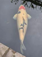 Koi, Dieren en Toebehoren, Vissen | Vijvervissen, Karper of Koi