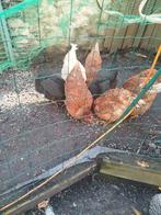 Poulailler, Enlèvement, Poulailler