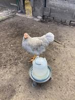 Wyandotte haan, Dieren en Toebehoren, Pluimvee, Mannelijk, Kip