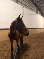 2 jarige ruin te koop, Dieren en Toebehoren, Paarden, Springpaard, Minder dan 160 cm, Ruin, M