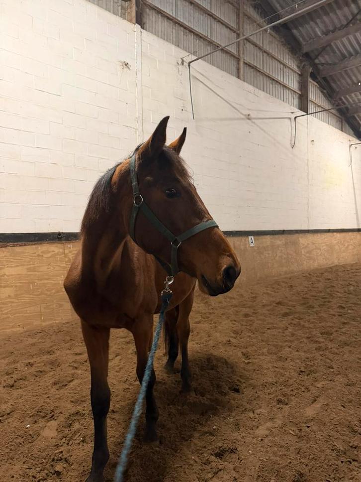 2 jarige ruin te koop, Dieren en Toebehoren, Paarden, Ruin, M, Minder dan 160 cm, 0 tot 2 jaar, Springpaard, Met stamboom, Ontwormd