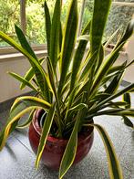 Sanseveria Plant, Huis en Inrichting, Kamerplanten, 100 tot 150 cm, Ophalen, Vetplant