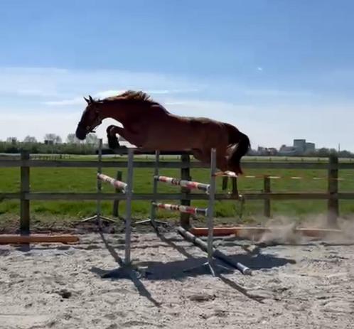 3 jarige merrie (ramazotti TB x Tangelo vd zuuthoeve), Dieren en Toebehoren, Paarden, Merrie