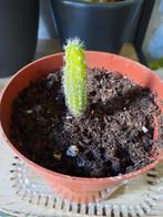 Cactus stekje, Ophalen, Minder dan 100 cm, In pot, Cactus