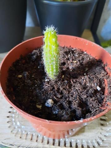 Cactus stekje beschikbaar voor biedingen