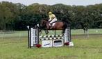 8 jarige all rounder, Dieren en Toebehoren, Paarden, Gechipt, Ruin, L, 7 tot 10 jaar