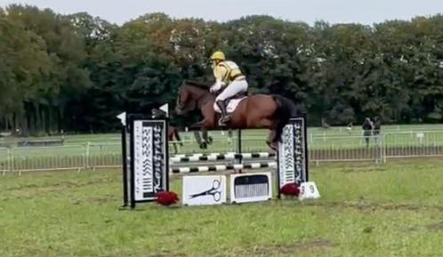 8 jarige all rounder, Dieren en Toebehoren, Paarden, Ruin, L, 165 tot 170 cm, 7 tot 10 jaar, Met stamboom, Gechipt, Ontwormd, Ingeënt