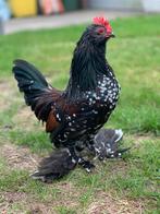 Ukkelse baardkriel, Dieren en Toebehoren, Pluimvee, Mannelijk, Kip