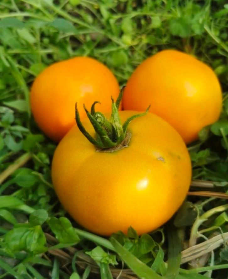 Tomaat Boule d'or (5 zaden), Jardin & Terrasse, Bulbes & Semences, Enlèvement ou Envoi