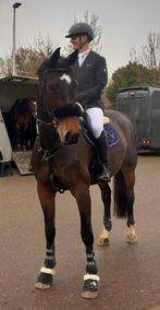 Allround sport en recreatie merrie, Dieren en Toebehoren, Merrie, B, Gechipt, 170 tot 175 cm