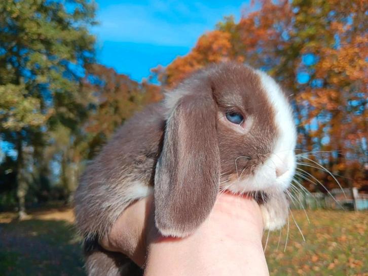 NHD baby dwergkonijn tjes, Dieren en Toebehoren, Konijnen, Dwerg, Meerdere dieren, 0 tot 2 jaar, Hangoor