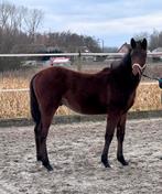 Hengstenveulen Toetankhamon De Muze, Dieren en Toebehoren, Paarden, Springpaard, Met stamboom, 0 tot 2 jaar, Hengst